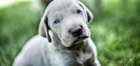 Simplicity Weimaraners